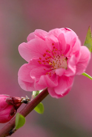 Hinh nen nam moi dep nhat 12